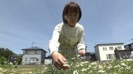江戸時代から続くコメ農家の8代目が選んだ転機　米どころ秋田・大仙市でハーブ栽培に挑戦　子育てと仕事の両立に悩んだ女性が見つけた“癒やし”と新しい農業の形
