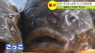 コラーゲンたっぷりで“ぷるっぷる”　今が旬で最安値!! “布袋さま似”の魚「ごっこ汁」調理の秘訣【北海道発】