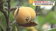 初夏の味覚　伊予市の特産「唐川びわ」収穫始まる　甘み強く品質例年以上　出荷は裏年で３割減予想【愛媛】