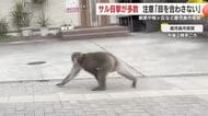 鹿児島市で相次ぐサルの目撃情報　　紫原や桜ヶ丘など鹿児島市南部で通報