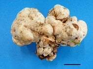 「トリュフ」の人工栽培に国内で初めて成功…海外産と香りは違う?研究者「正直、想定外のことでした」