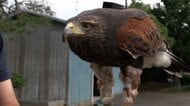タカがカラスを撃退　「鷹匠」に依頼殺到　春～夏の繁殖期は攻撃的に