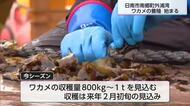 日南市外浦漁協　ワカメの養殖種始まる
