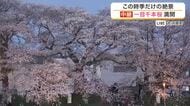 【中継】一目千本桜が満開　白石川沿い８キロに咲き誇る絶景 夜桜ライトアップも〈宮城〉