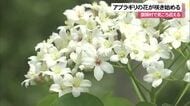 国頭村でアブラギリの花咲く