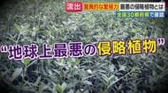 【異常事態】印旛沼堤防決壊で“地球上最悪の侵略植物”ナガエツルノゲイトウが水田に侵食　水害被害の千葉農家「とどめを刺される思い」 さらに都内でも増殖中…
