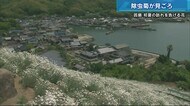 初夏の訪れ告げる 除虫菊が見ごろ 広島・因島