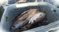 カツオ大量竊盜事件で提訴 “同業者”に「3000萬円支払え」 なぜ焼津港で橫流し?