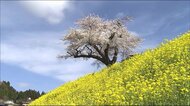 <ふくしま桜紀行> 田村市・小沢の桜 2021年4月8日撮影