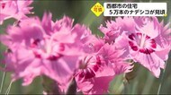 ナデシコが見頃 宮崎県西都市