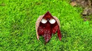 「ダース・ベイダー」にそっくりな植物が話題…毒がある!?生態を植物園に聞いた