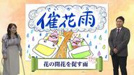 サクラを呼ぶ恵みの雨「催花雨」をご存じですか？古山予報士が教える宮崎の開花予想と、春を待つつぼみの現在地