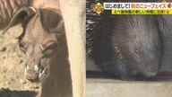 赤ちゃんカンガルーや期待背負ったヤマアラシ…動物園注目のニューフェイス【愛媛発】