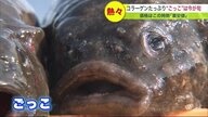 コラーゲンたっぷりで“ぷるっぷる”　今が旬で最安値!! “布袋さま似”の魚「ごっこ汁」調理の秘訣【北海道発】