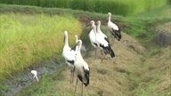 ”しあわせの使者”コウノトリ６羽舞い降りる…勝央町で連日姿見せ話題に【岡山】