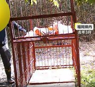 害獣駆除の「箱罠」に妨害行為相次ぐ　扉を蹴り上げて閉める不審人物も…猟友会から相談受け警察は「警告」などの対応