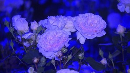 昼も夜も楽しめる人気フォトスポット「花巻温泉バラ園」　ライトアップされたバラが幻想的な雰囲気を演出【岩手発】