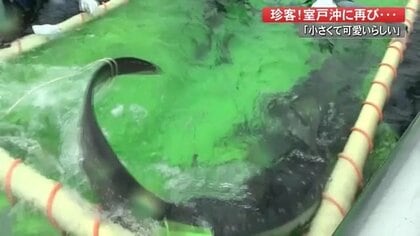 “本当に可愛らしい”小さな「ジンベエザメ」が漁師の網に…ミステリアスな生態解明の手がかりとなるか【高知発】