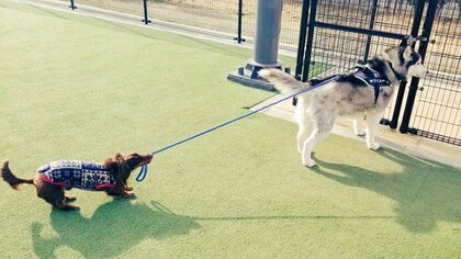 「帰りたいのに」友達犬に“帰宅阻止”されるハスキーの表情が本当に困っていそう…その後を聞いた