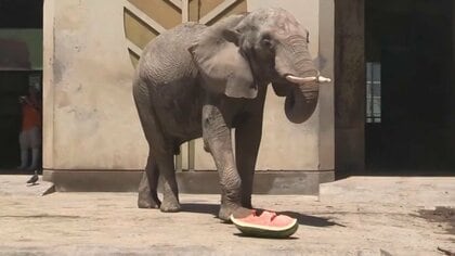 ゾウにぴったり 132キロのジャンボスイカ　名産地・熊本で過去最高の重さ　じいちゃんと孫で育てた一等賞