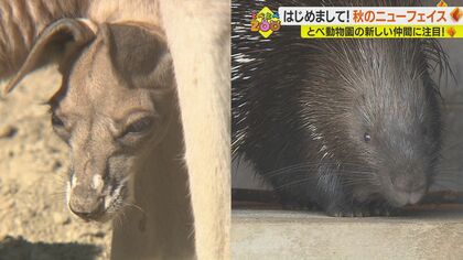 赤ちゃんカンガルーや期待背負ったヤマアラシ…動物園注目のニューフェイス【愛媛発】