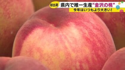「ぜひ金沢のももを味わっていただければ」石川県内唯一の産地・崎浦地区で今シーズン最初の桃が出荷