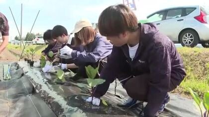 大学生が夏野菜の苗を定植　若い世代に農業を　岩手県紫波町