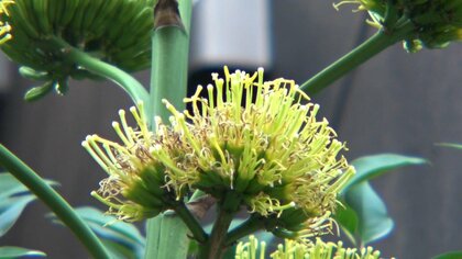 「一度咲いたら終わり」“100年に一度咲く花” 「リュウゼツラン」が街なかに