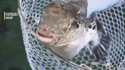 水揚げのピーク『鐘崎天然とらふく』 潮の流れが荒い玄界灘で揉まれた天然もの 今が旬の絶品グルメ 【福岡発】