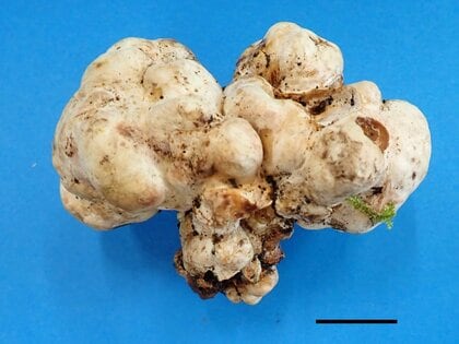 「トリュフ」の人工栽培に国内で初めて成功…海外産と香りは違う？研究者「正直、想定外のことでした」