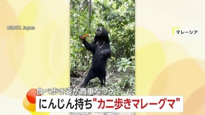 「かなりレアです」マレーグマがニンジン片手にカニ歩き…まるで人間？おかわり求め二足歩行で食べ歩き　マレーシア