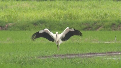 電柱の巣で生まれたコウノトリ ひなの愛称は「かれん」母親は「つむぎ」と命名「来年もこの地で子育てを」