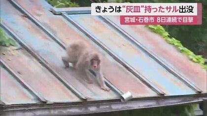 サルが“灰皿”抱え屋根に…「小さい子に何かあったら怖い」きょうで8日