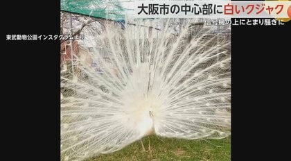 白いクジャクが信号機に…「人だかりが出来て有名人かと見た」散歩中に