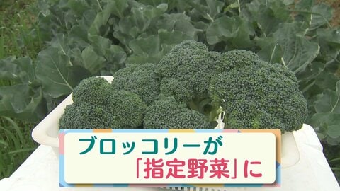 約50年ぶりの追加　ブロッコリー“指定野菜”に　出荷量約30年で2倍超　筋トレブーム背景か？【大分発】