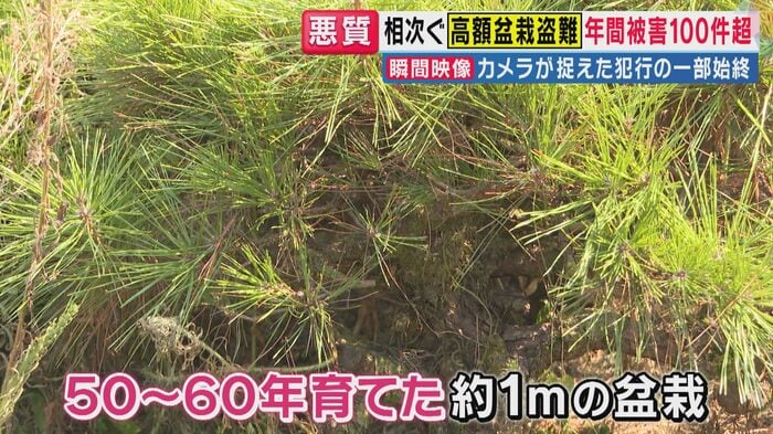 50年から60年かけて育てられた高さ1メートルほどの盆栽が盗まれた(関西テレビ「旬感LIVE とれたてっ!」より)