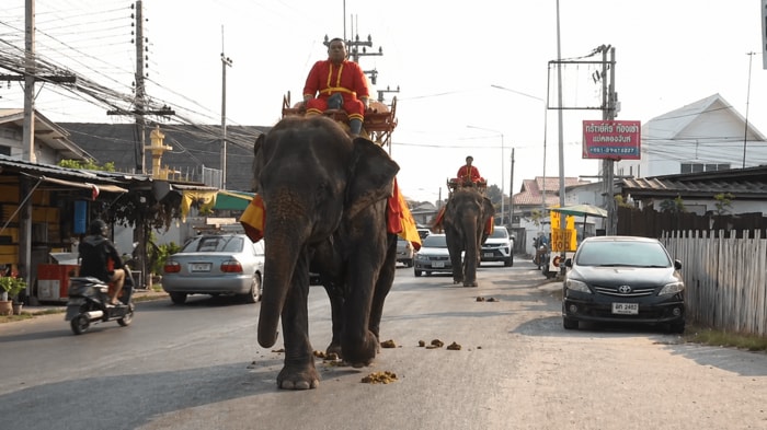 トラック輸送が難しくなり、歩いて移動するゾウ（アユタヤ）