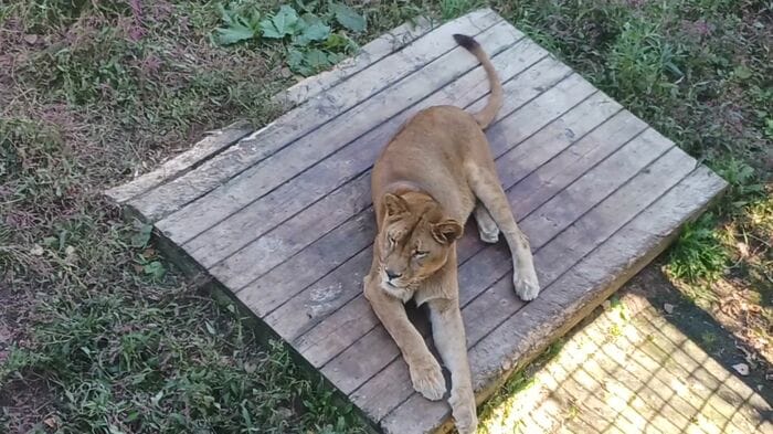 「特定動物」の受け入れ先の確保は難航