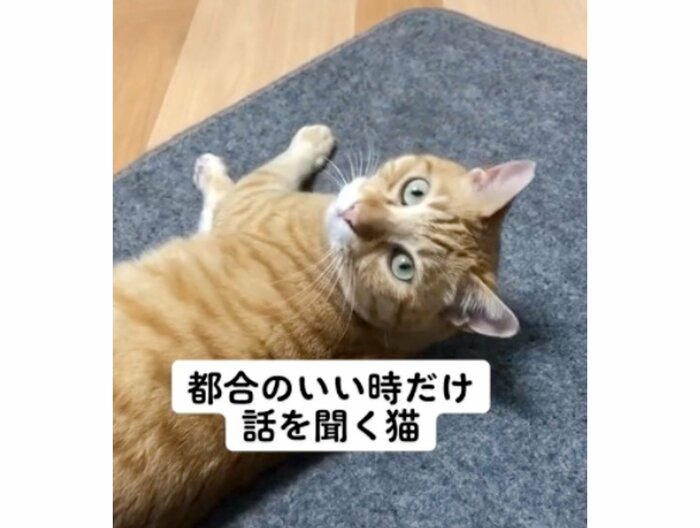 提供:あずきなこさん