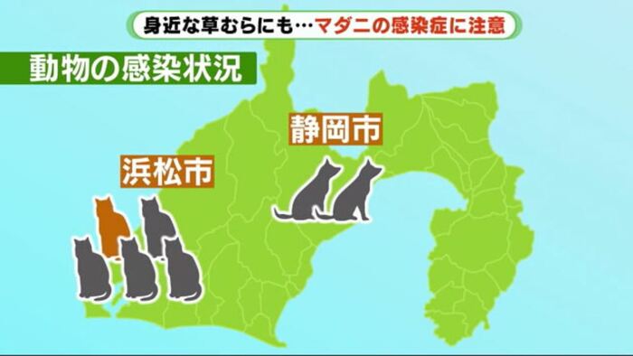 静岡県内ではイヌ2匹、ネコ5匹が感染 ネコ1匹をのぞいて死んだ