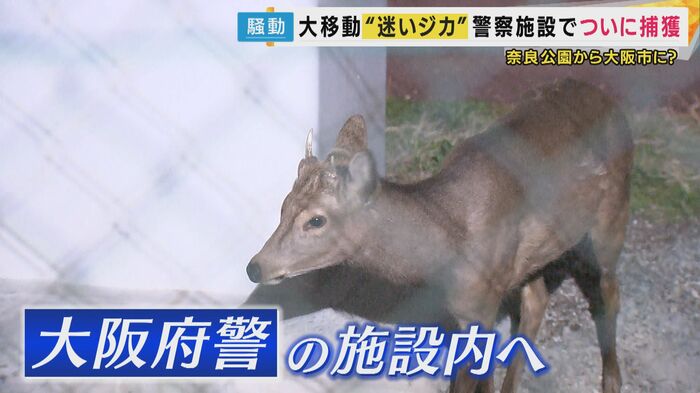 シカが大阪市内へ