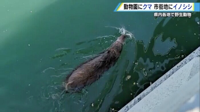 海を泳いで移動するイノシシ