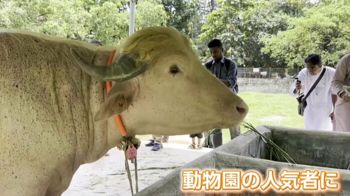 動物園の人気者となった“トランプ牛”