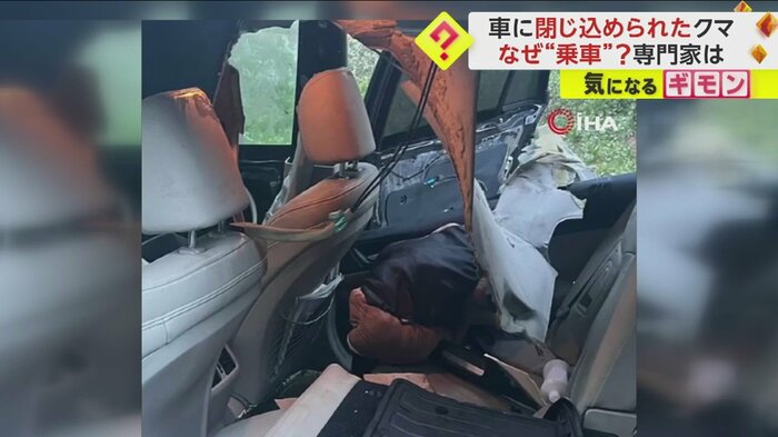 クマのいた車内は天井がボロボロに