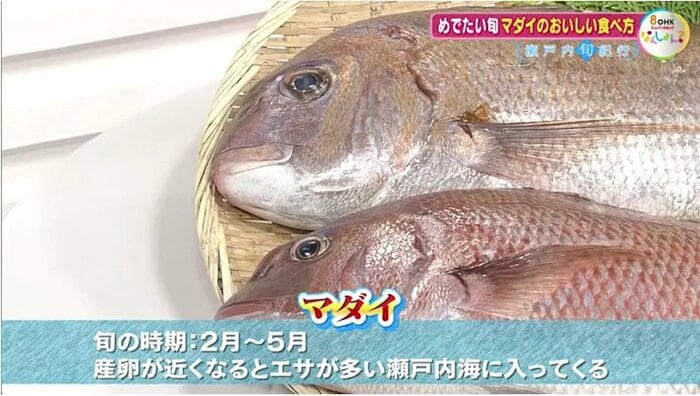 マダイの旬