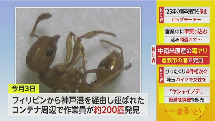 9月8日までに女王アリ7匹を含むあわせて約980匹を発見