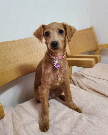 以前、飼い主さんが「全身セルフカット」した後のうのちゃん。体の毛もスッキリ