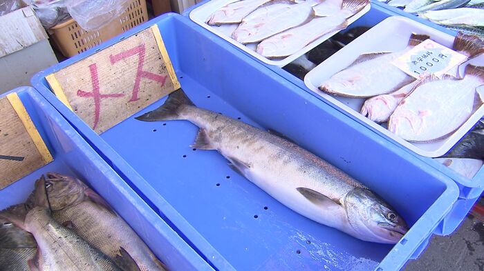 筋子入りのメスが人気