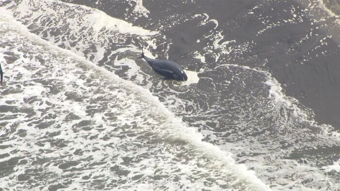 打ち上げられ、砂浜に横たわるイルカ