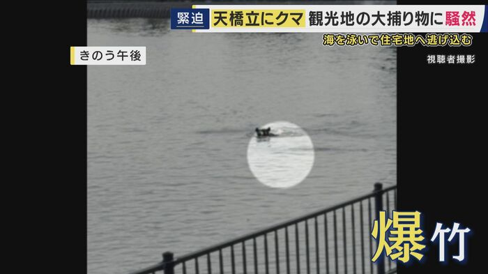 海を泳ぐクマ